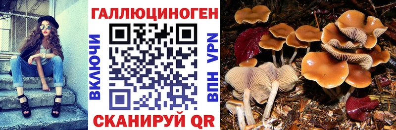 Псилоцибиновые грибы прущие грибы  Боготол 